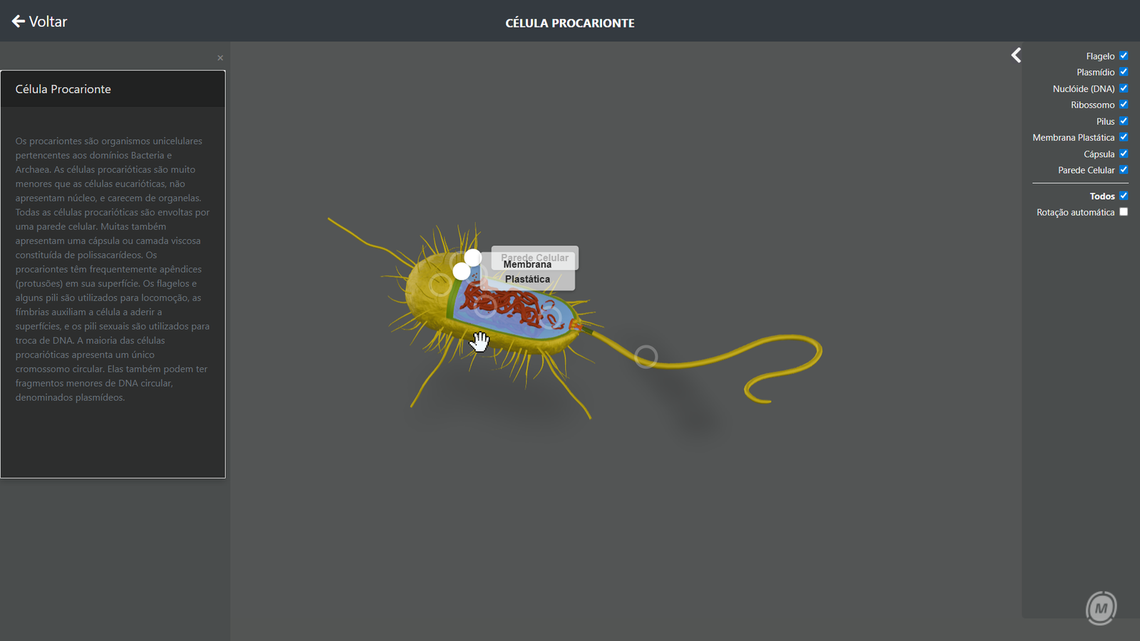 Célula - procarionte