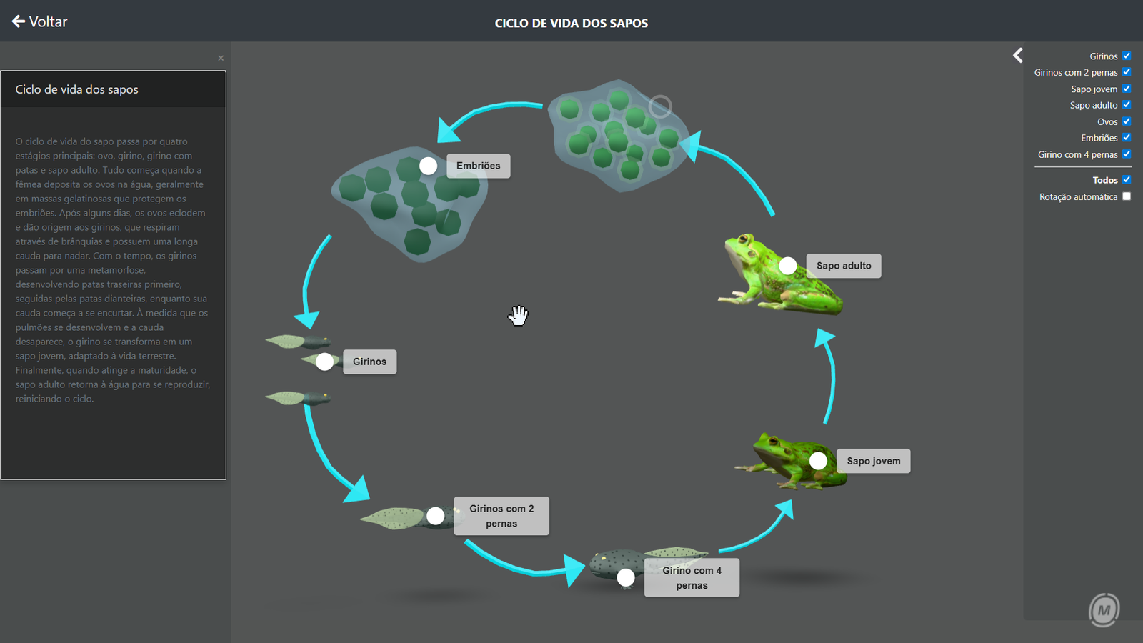 Ciclo de vida dos sapos