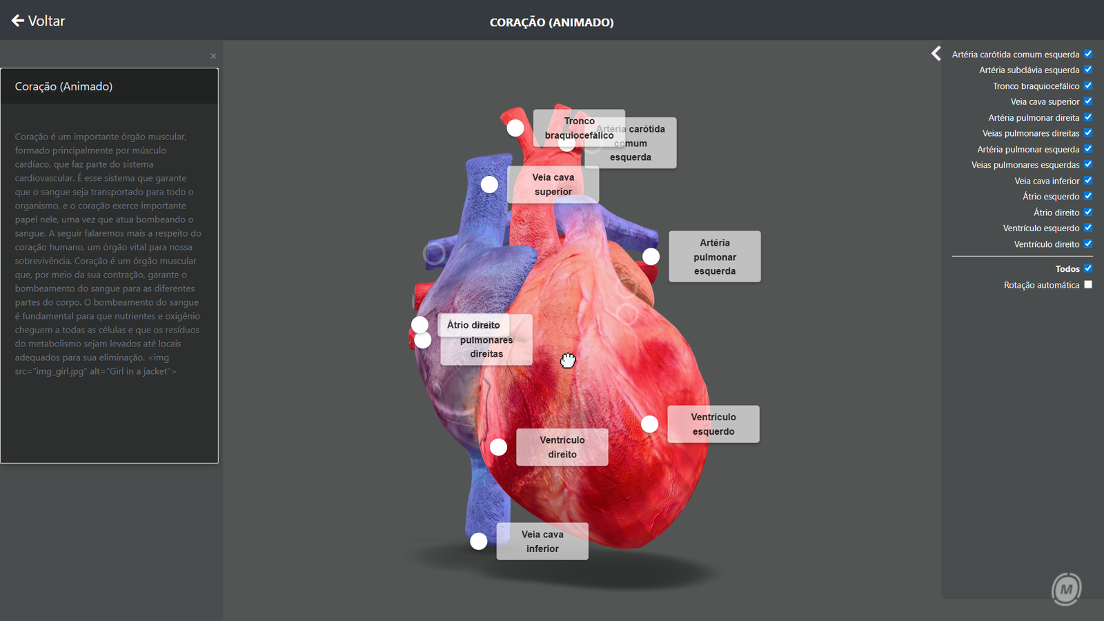 Coração - órgão vital