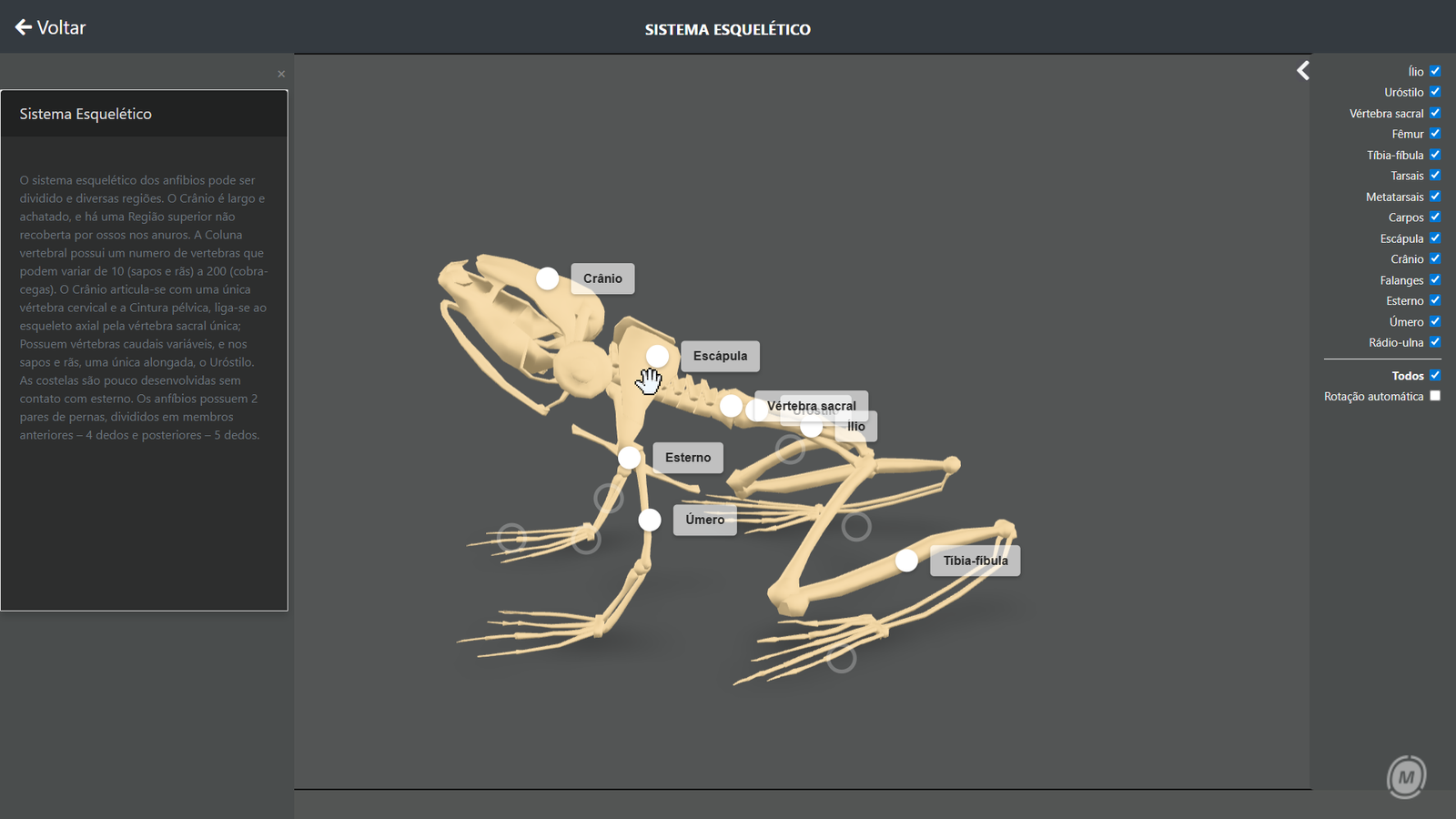 Esqueleto - anfíbios